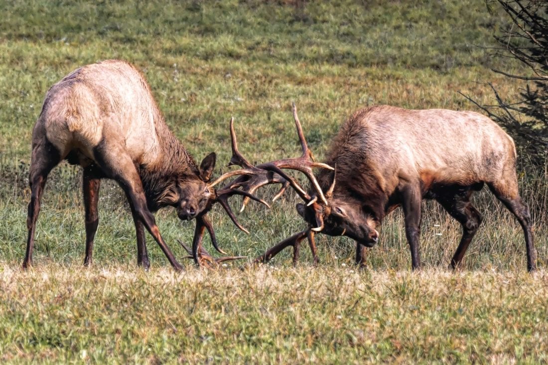 Pennsylvania’s wild elk rut attracts nature enthusiasts News, Sports